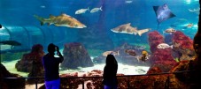 Aquarium van Barcelona - kind (5-15)