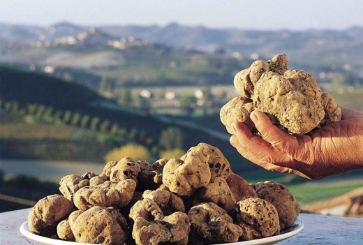 Truffle hunting experience in La Morra, Piedmont
