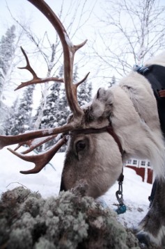 Hunting aurora with reindeer in Lapland