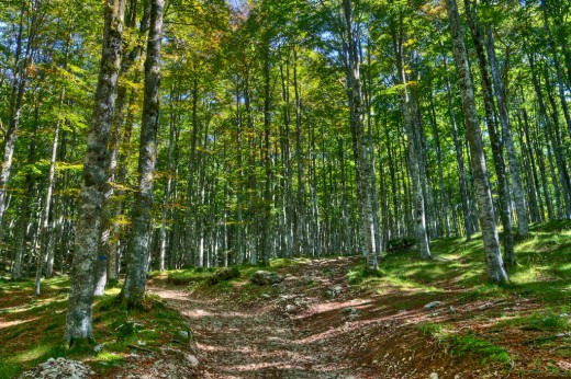 Passeggiata nella faggeta secolare (2 ore) & soggiorno 1 notte