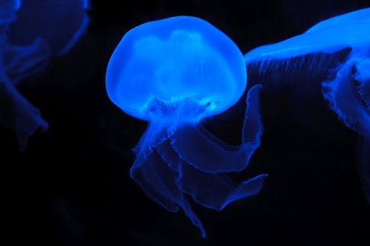 Escursione di Immersione