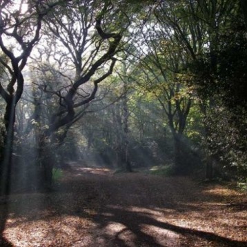 2-Hours ‘Hop Stopping’ Tour of Hainault Forest, Essex - 1 Adult and 1 Child