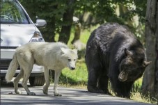 ZooSafari de Thoiry : Billet Coupe File - Thoiry (78)