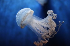 Biglietti per l'Acquario di Genova per Genitore e Figlio