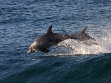 Rota dos Golfinhos em Peniche