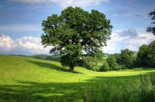 Plant a Tree Gift