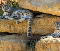 Visite du Bioparc - 2 Billets Enfant - (3-10ans)