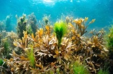 Try Scuba Diving in Galway