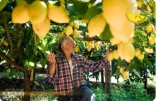 Classic Lemon Tour - Italy