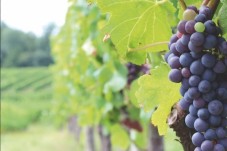 Visite Vinicole d'une demi-journée pour 2 - Bordeaux (33)