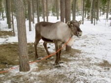 Snowmobile trip to husky and reindeer farm in Lapland, for two
