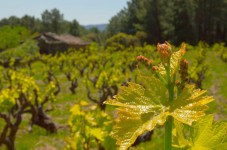 Cata de Vinos Premium con Visita a Bodega y Table de Quesos - 2 personas