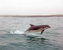 Mackerel Fishing Trip Sligo Bay