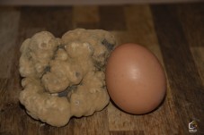 Esperienza tra Natura, Caccia al Tartufo e Degustazione di Vini: Tour Guidato di 3 Ore e Mezza