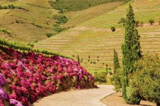 Fim-de-semana a Dois na Quinta Nova - Douro
