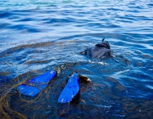 Wildlife Snorkelling Galway
