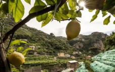Classic Lemon Tour - Italy