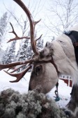 Hunting aurora with reindeer in Lapland