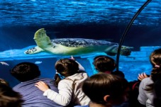 Passe Anual para SEA LIFE Porto (criança 3-12 anos)