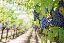 Tagus vineyards region wine tour