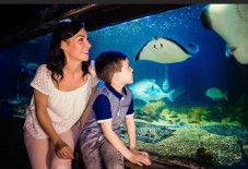 London SEA LIFE Entry Ticket