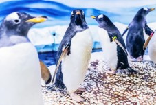London SEA LIFE Entry Ticket