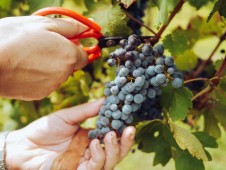Degustazione Vini e Menù Novara