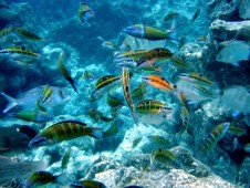 Biglietti per l'Acquario di Genova per Genitore e Figlio