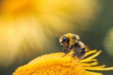 Adopt a Bee Gift
