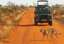 Premium desert safari with dinner and entertainment