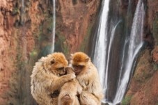 Full-Day Trip to Ouzoud Waterfalls from Marrakech