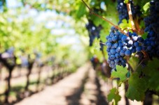 Degustazione Vini con Pasto Perugia