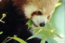 Visite de la Ménagerie, le Zoo du jardin des plantes - 2 billets (3-25ans)
