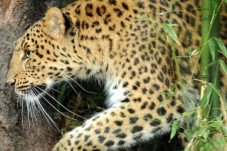 Visite de la Ménagerie, le Zoo du jardin des plantes - 2 billets (3-25ans)