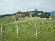 Weekend con Raccolta Olive