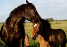 Weekend a Cavallo in Emilia Romangna