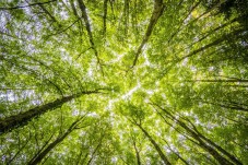 Plant a Tree Gift