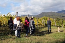 Friulian food and wine tasting at Cecchini Marco Winery