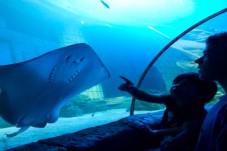 Passe Anual para SEA LIFE Porto (criança 3-12 anos)