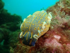 Batismo de Mergulho em Mar + Aula em Piscina no Algarve