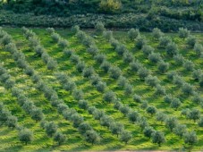 Ontdekking van wijn en olijfolie - Bouches-du-Rhône (13)