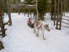 Hunting aurora with reindeer in Lapland