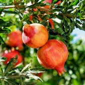 Florence gourmet food tour with tasting