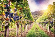 Romanian Wine Tasting