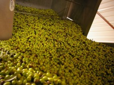 Ontdekking van wijn en olijfolie - Bouches-du-Rhône (13)
