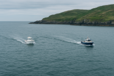 Dolphin and Whale Watching in Ireland