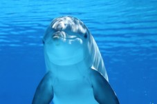 Biglietti per l'Acquario di Genova per Genitore e Figlio