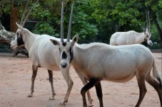 Visite de la Ménagerie, le Zoo du jardin des plantes - 2 billets (3-25ans)
