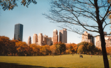 Bezoek aan Central Park met gids