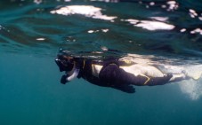 Wildlife Snorkelling Galway